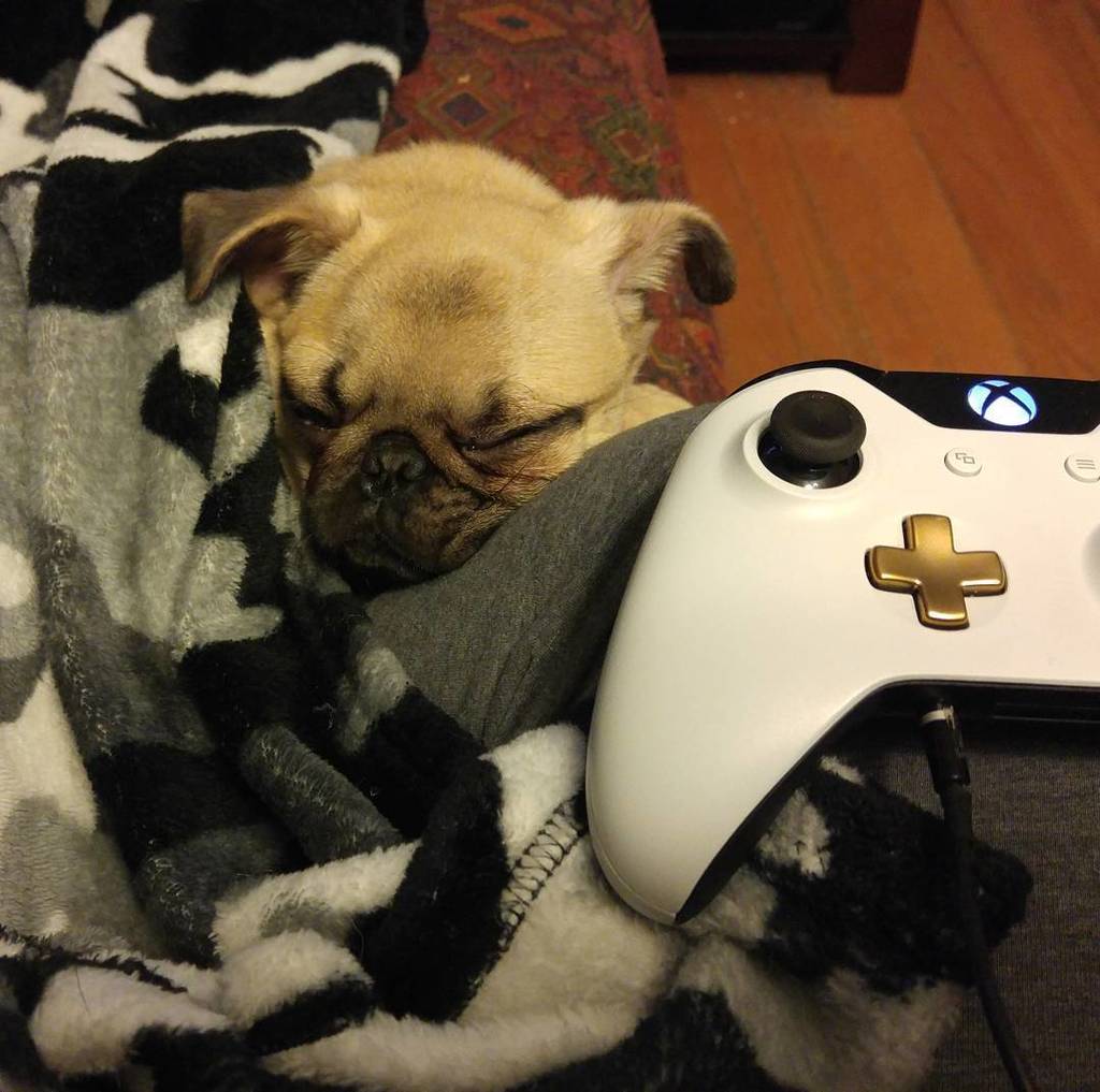 Puglee_Pug's tweet photo. My gaming buddy is taking a nap 😴
#gearsbeta #gearsofwar4beta #gamerchick #gamergirl #gaming #pugselfie #pugs #pug … https://t.co/6gUtNIzLle