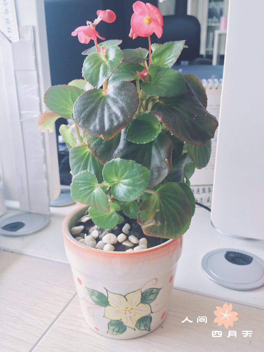 Alice__chen's tweet image. 🌻💐🌼🌷🌹🌺🌾🌸🌿🌵love more