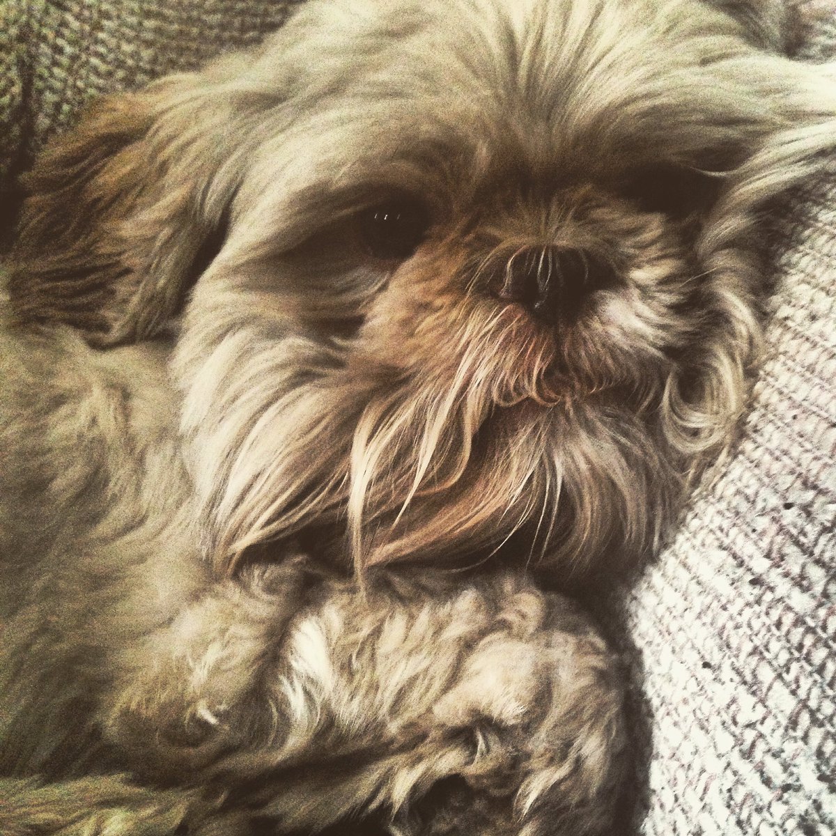WeShihTzuYouNot's tweet photo. 🌛🌙Goodnight friends 💙🐶 #ShihTzu #snickerstheshihtzu #dogsoftwitter #cuteanimals https://t.co/Nimq6AmGkW
