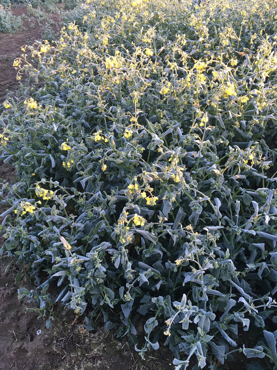 spink_farming's tweet photo. Don't think the rape enjoyed the frost #whenwillitwarmup https://t.co/0cmVB4FlLm