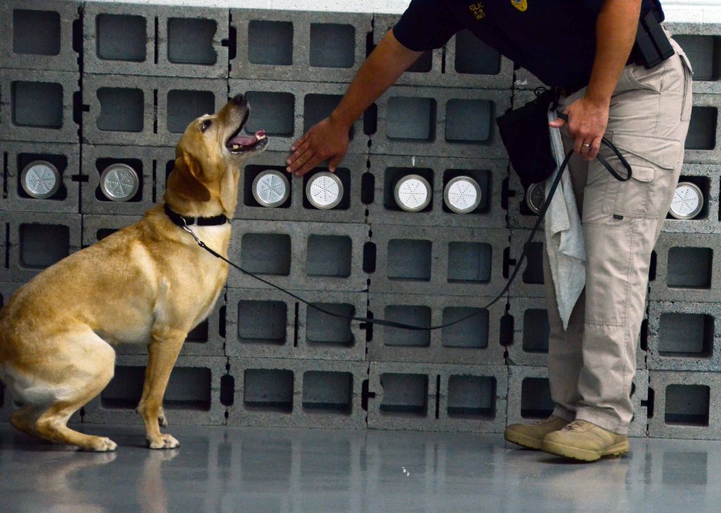 sofrepofficial's tweet photo. The CIA’s top 10 dog-training tips https://t.co/lVZ2j9RX7r https://t.co/dCK7wkh0cG