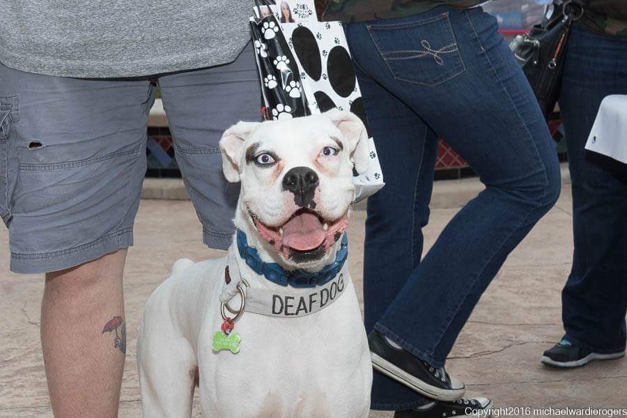 Paws on the Patio (@pawsonthepatio) on Twitter photo 