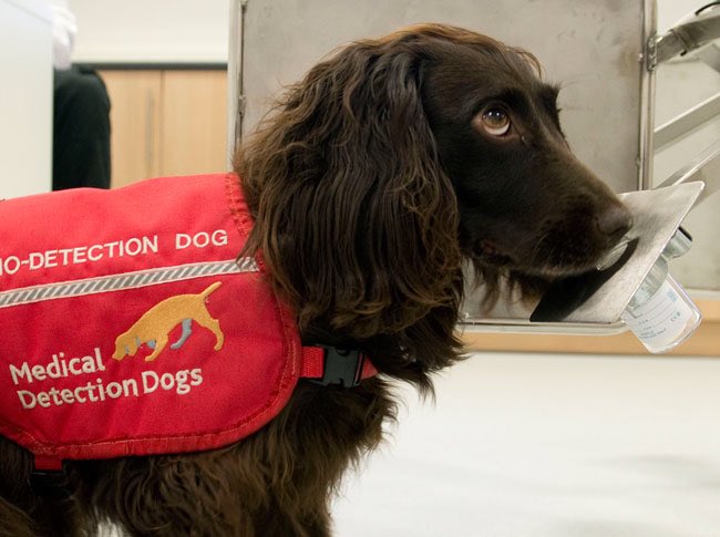 My #charityoftheday today is Medical Detection Dogs: <a href="/MedDetectDogs/">Medical Detection Dogs</a> medicaldetectiondogs.org.uk #250charities