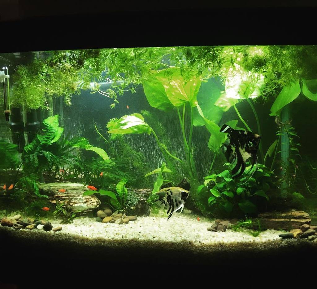 Akvaristan's tweet photo. #akvaristan #aquarium #akvaryum #aquarien New plants 🌱🌿 new fish 🐟🐠 #fishtank #plantedfishtank #plantedaquarium #an… https://t.co/FJqFvR5Mb5