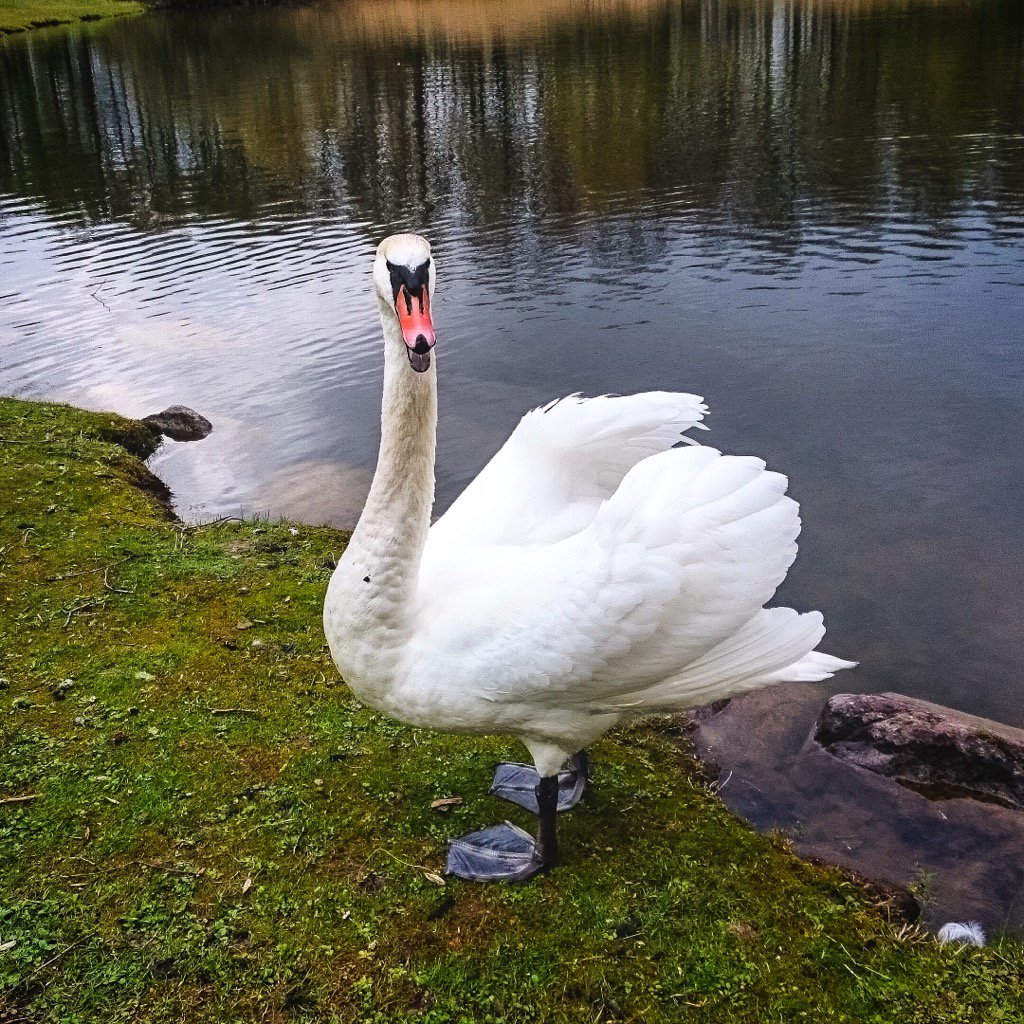 Go away with your camera....
Wish you all a great day
#photofrommyheart
#panasoniclumixtz80