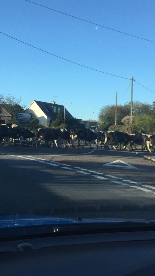 Dorset's rush hour