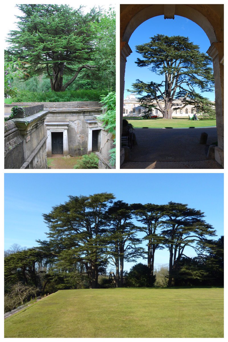 Garden_Heritage's tweet photo. Trying to improve my tree recognition skills by looking at photos from outings. Today: cedar of Lebanon. #AlmostSure https://t.co/e71VzwaCa1
