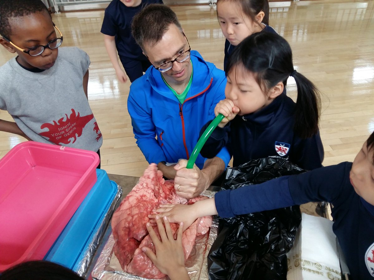 Is this #inquiry enough? Gr. 2 blowing up a pig lung in #physed inquiry into body systems. #ibpyp #health #handson