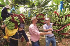 AperitasCSR's tweet photo. @Bayer shows innovative approach to drive #sustainability in banana production https://t.co/1vGL7b3EWz #supplychain https://t.co/D6agZBFG0E