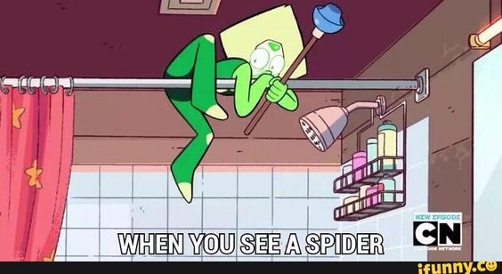 When you see a spider