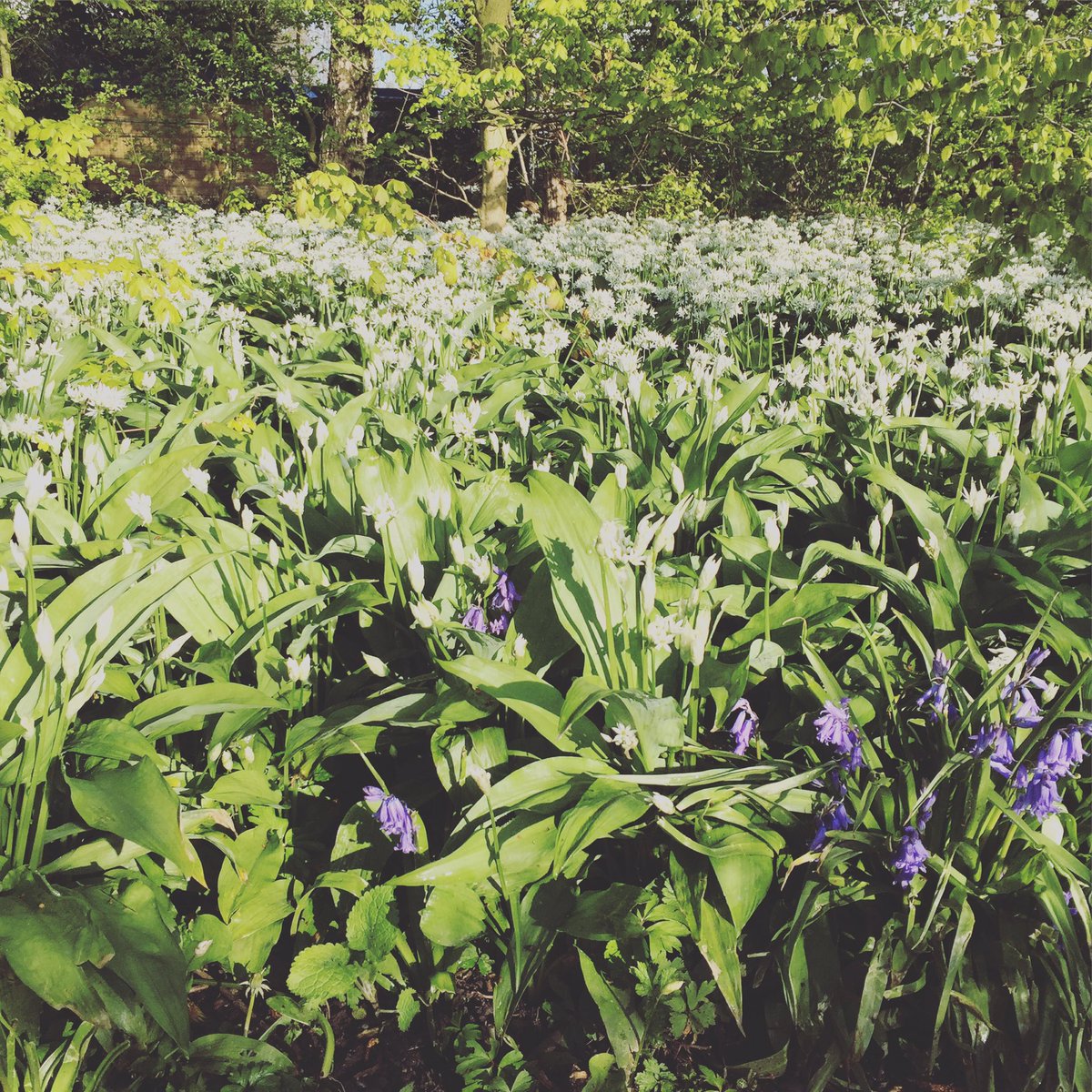 Een veld vol daslook! Mag t hier niet plukken; gelukkig staat er ook wat in mijn eigen #tuin. #wildplukken