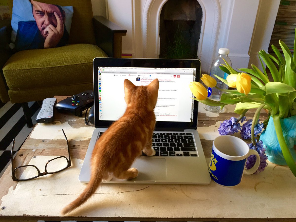 tomravenscroft's tweet photo. We have a new social media editor at @CMBIMPLUS today. #morekittenpics #nevertooyoungtolearn #digitalfeline https://t.co/jN693EHMoi