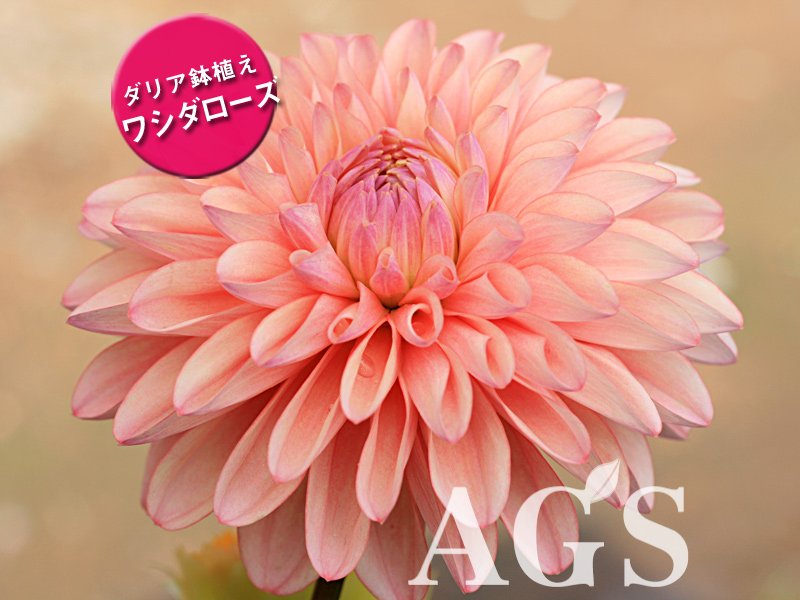 Ags 本日のおすすめダリアはこちら ダリア鉢植え ワシダローズ です 母の日ギフトとして大人気のダリア鉢植え すでにたくさんのお客様からご注文いただいております 購入はこちらから T Co Mfqrgmhljk Ags 本日のおすすめダリアはこちら ダリア鉢植え ワシダローズ です 母の日ギフトとして大人気のダリア鉢植え すでにたくさんのお客様からご注文いただいております 購入はこちらから T Co Mfqrgmhljk