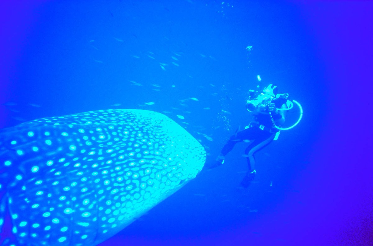 @thecoralcoast in @WestAustralia is home to friendly whale sharks and the corals of @ningalooreef. Must revisit.