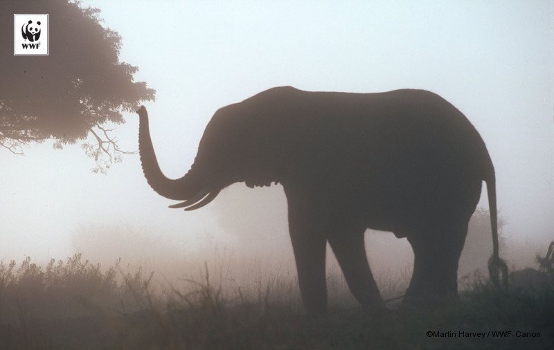 Taukah jika ternyata Gajah bisa berkomunikasi lewat dengkuran saat mereka tertidur. #JanganBunuhGajah