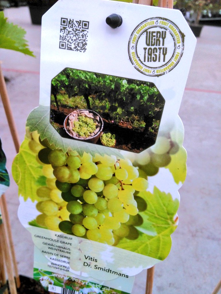 Johan Knaap tweet media