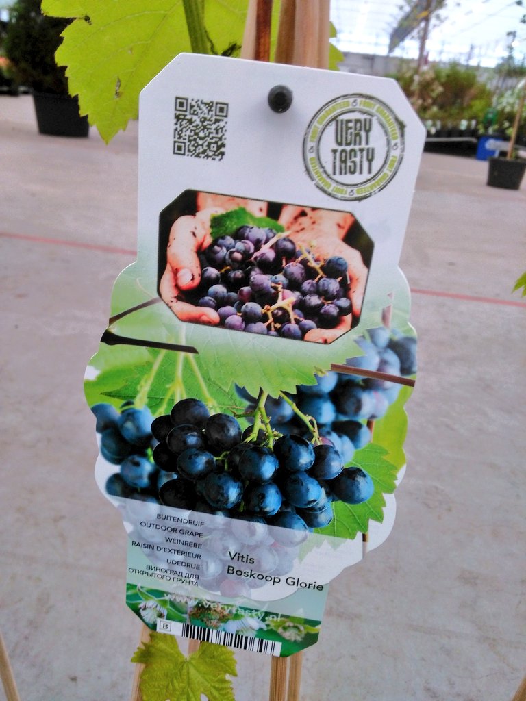 Johan Knaap tweet media