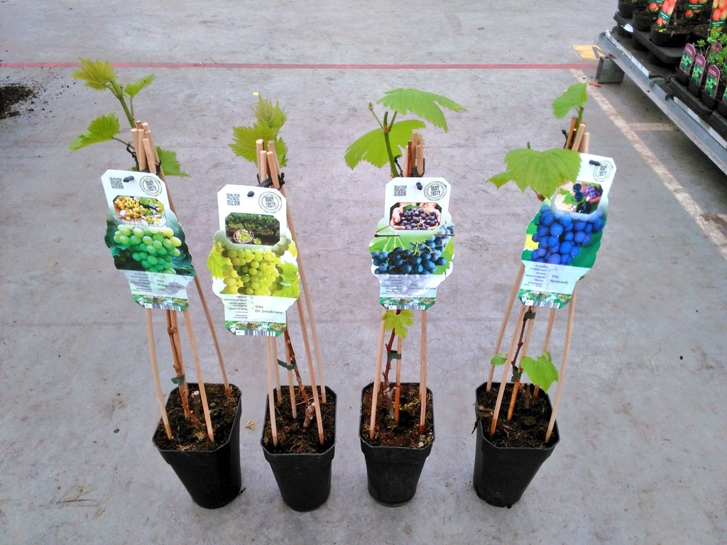 Johan Knaap tweet media