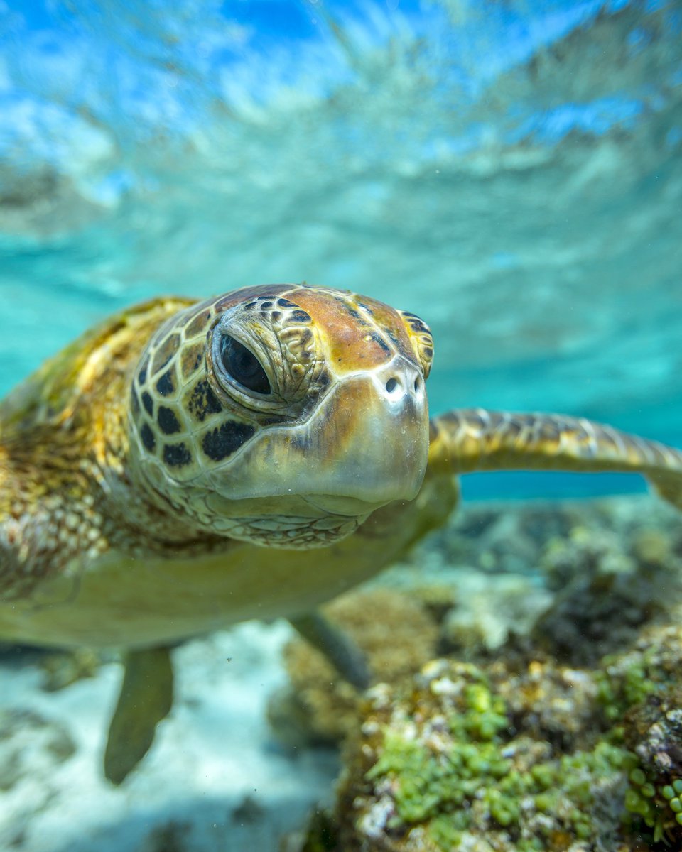 Mitchell Pettigrew tweet media