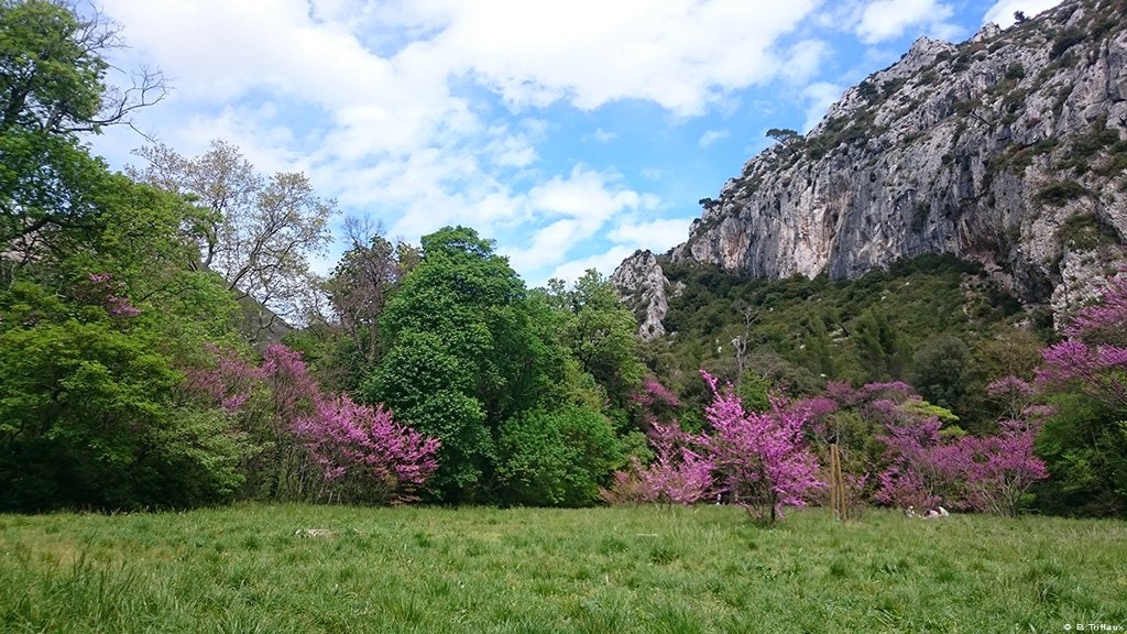 CRT_RegionSud's tweet image. C'est le printemps 🌸 ! Balade au coeur de la vallée de Saint-Pons à #Gémenos ☀ bit.ly/26wu74q #pacanature
