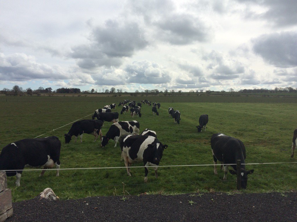 wildmanheather's tweet image. #grass2milk in @NorthumbToday #paddockpride #grazing @DairyRobot @molevalley