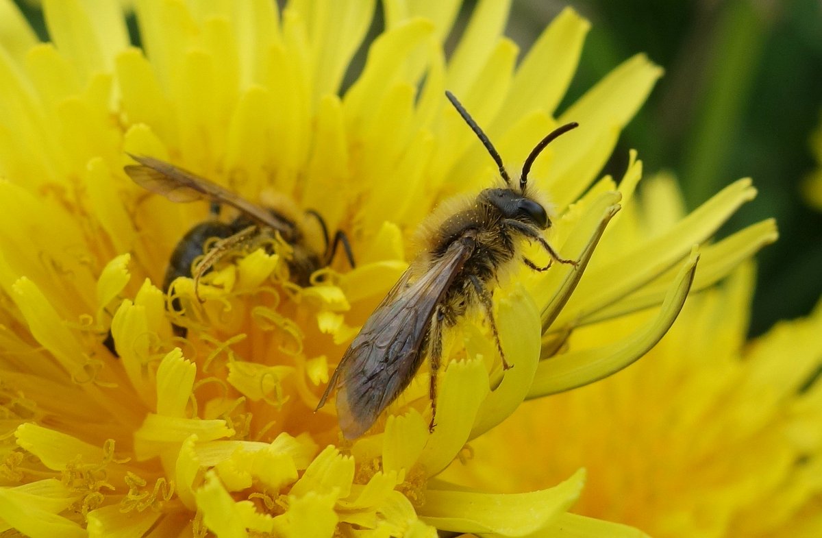 The best place to look for solitary bees at the moment seems to be dandelion flowers