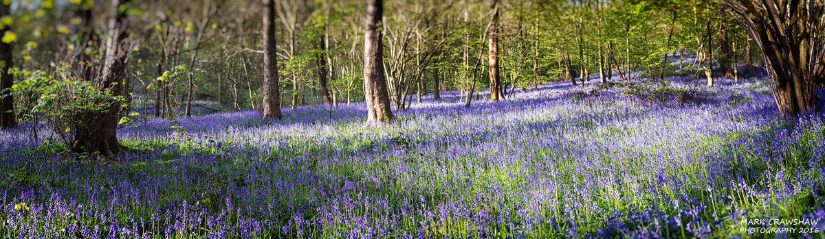 Blue Bell Wood #bluebells #Panorama #nature #canon @CanonUKandIE #woolleywood #sheffield #spring