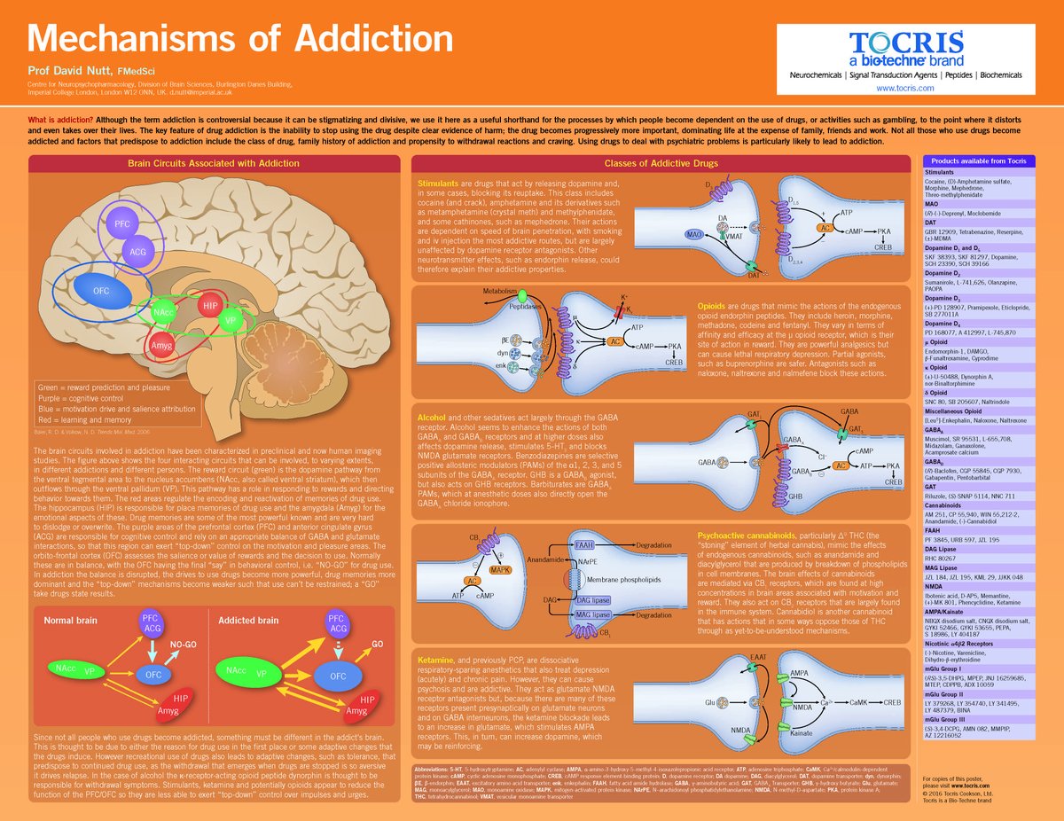 Tocris's tweet image. New #Addiction poster now available on our website! bit.ly/1VUc4lw 

#neuroscience #brainpathways