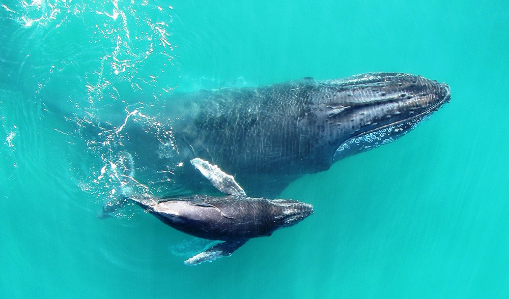ausgeo's tweet image. #TBT These amazing drone photos of humpback whales in Western Australia. GALLERY: oak.ctx.ly/r/4l5gx