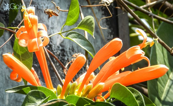 These flowers are planted specifically for the bees on the rooftop garden in Kunming
#UHS #urbangarden #urbanfarm