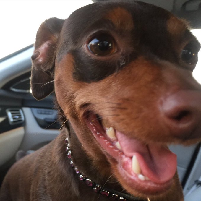 Tweet a #petselfie to help @HSIGlobal #StopYulin #dogmeat festival and sign https://t.co/6t6tIA49TS https://t<a href="/tag/petselfie"class="tags">#petselfie</a><a class="tags" target="_blank" title="On Twitter" href="/?out=eyJ0eXAiOiJKV1QiLCJhbGciOiJIUzUxMiJ9.eyJpYXQiOjE3MTk4MjMyNjUsImlzcyI6InR3cG9ybnN0YXJzLmNvbSIsIm5iZiI6MTcxOTgyMzI2NSwiZXhwIjoxNzUxMzU5MjY1LCJyZWRpcmVjdF91cmwiOiJodHRwczovL3R3aXR0ZXIuY29tL0hTSUdsb2JhbCJ9.rDfjageN3ywpnnUggHs9RYB2rKjGLYhy3f1jrqxG525uWfghuRDetzDpYM1LFmhq1VOMac8RKIcMLWWTakIxiQ">@HSIGlobal</a><a href="/tag/stopyulin"class="tags">#StopYulin</a><a href="/tag/dogmeat"class="tags"><span>#dogmeat</span></a>
