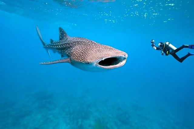 brucepoontip's tweet photo. Q5 I know New Orleans might be boring but the top on my to-do-list is diving with Whale Sharks. #lptakes5 https://t.co/Ikoz7b59EU