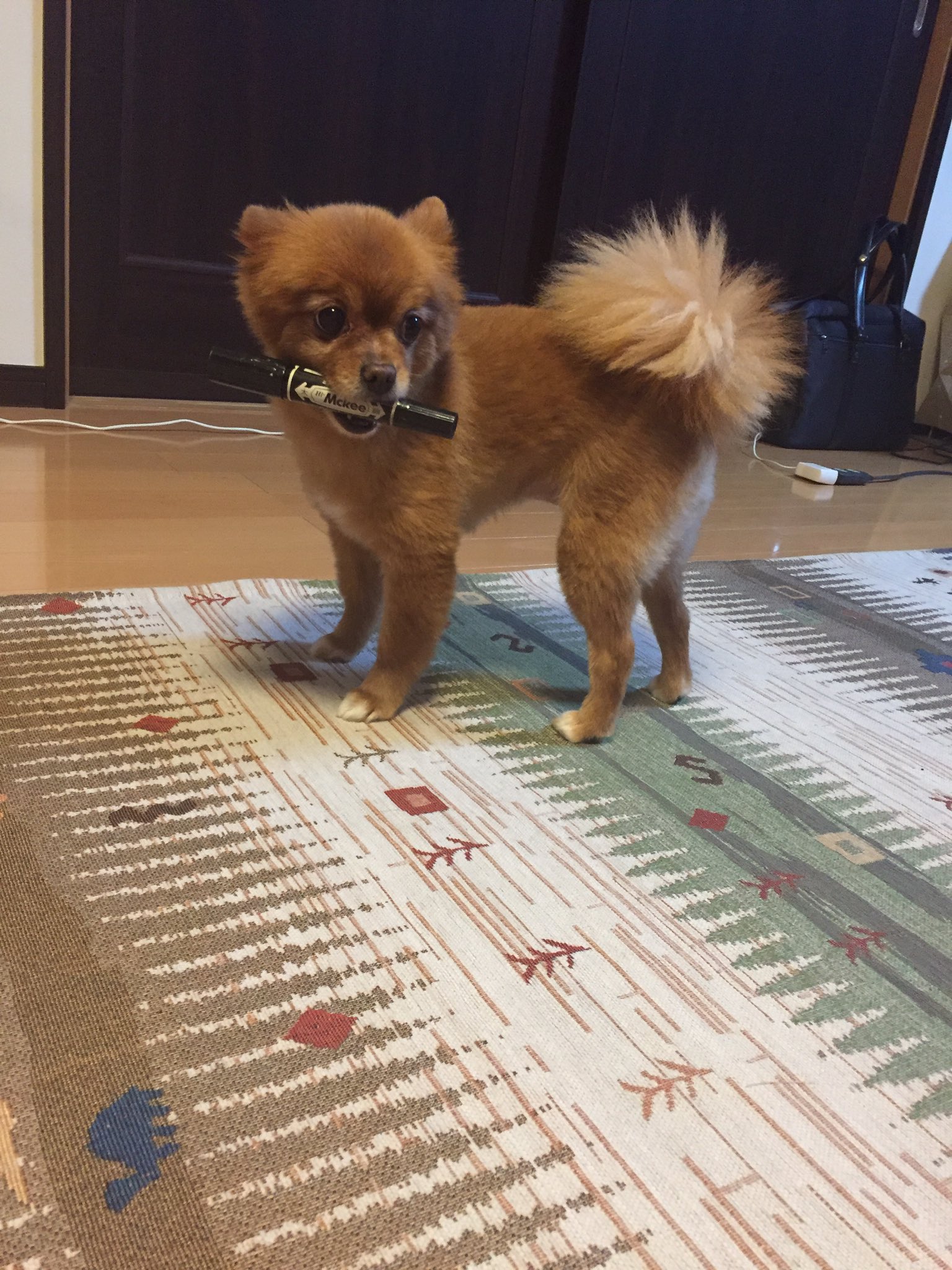 甘泪 Tomuinu13 ポメラニアンって首長い犬種なんでしょうか 笑 はっ 毛が伸びてくるとアルパカになります うちの子は耳が大きいので永吉さんのようにまん丸ちゃんになれないのでいつも尻尾だけリスみたいに立派な柴カットです T Co Damduw6zw8