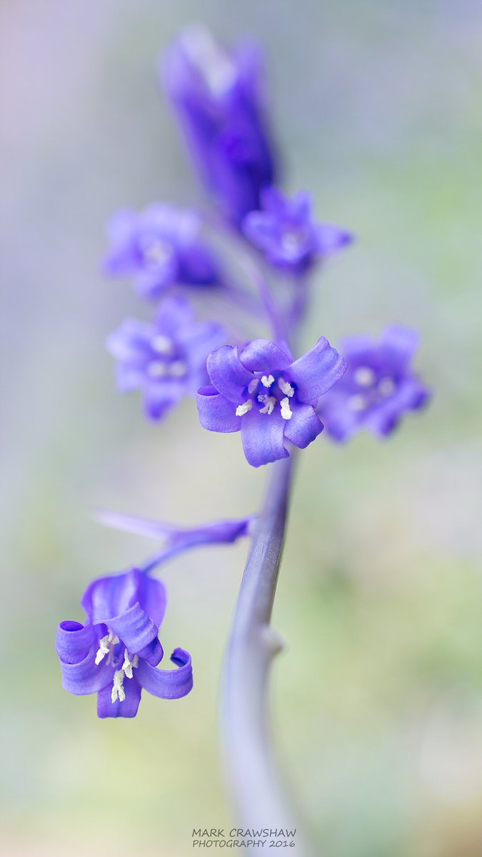 Blue @CanonUKandIE @OutdoorSheff #woolleywood #bluebells #macrophotography #sheffield #nature