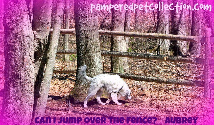 Happy Thursday! #welovepets #dogs #Aubrey