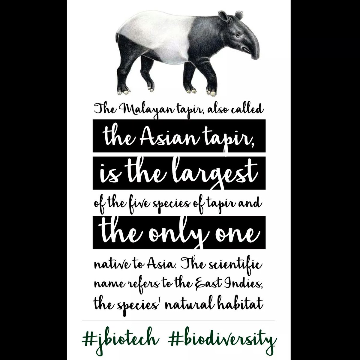 J_Biotech's tweet photo. It's World Tapir Day! #jbiotech #biofact #biodiversity https://t.co/gkPA67O7CI