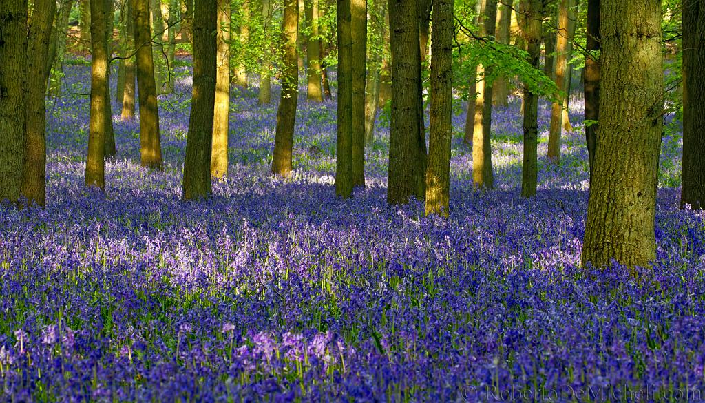 CultureTrip's tweet photo. The Micheldever Wood (England) offers a magical scenery every Spring as it unveils its carpet of bluebell flowers. https://t.co/wyBEmUrYmX