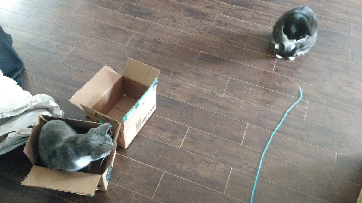 chromiumpenguin's tweet photo. Used YARN for +10 HAPPY, but -4 STAMINA #catrpg https://t.co/BaeKruQTIs