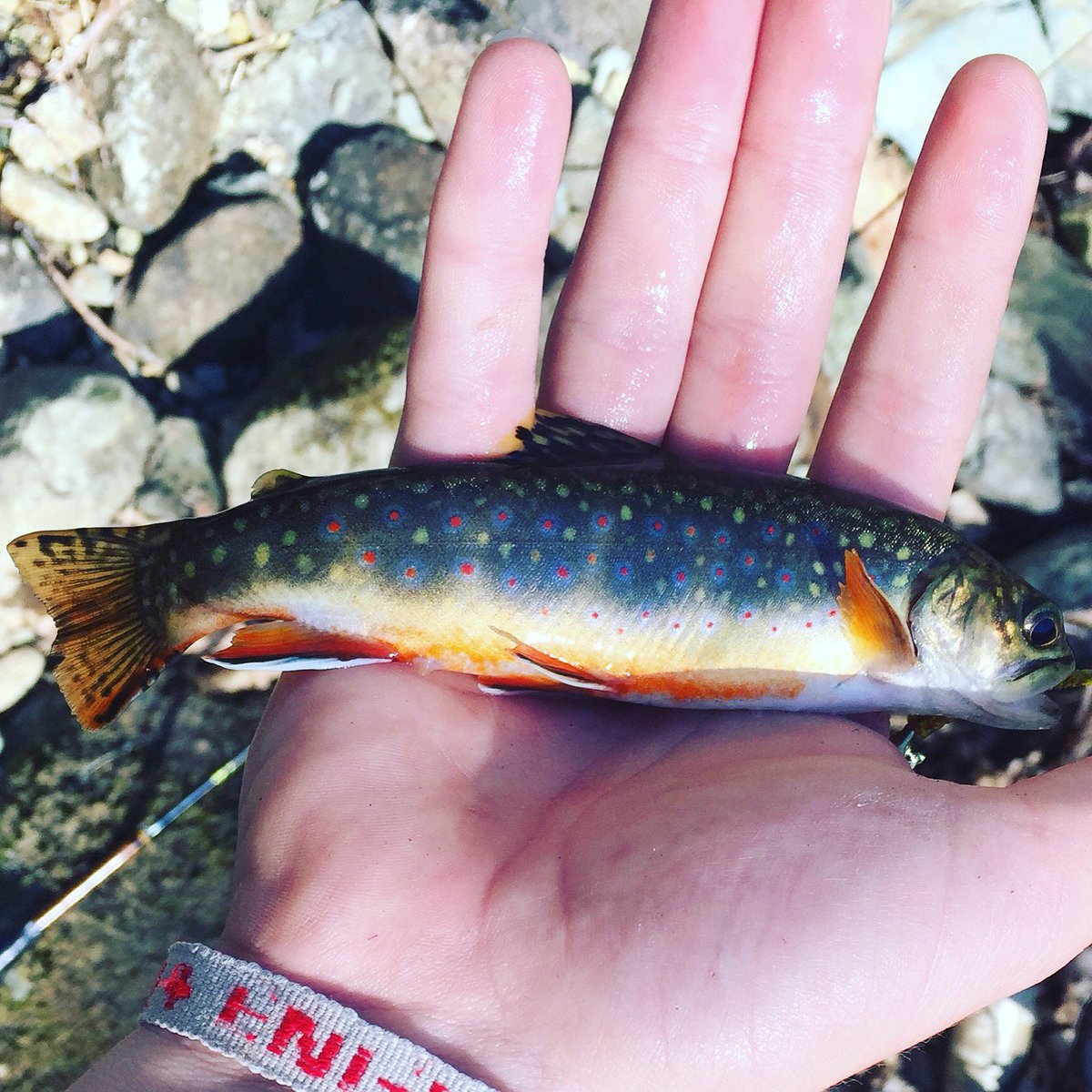 Brookie I caught the other day.