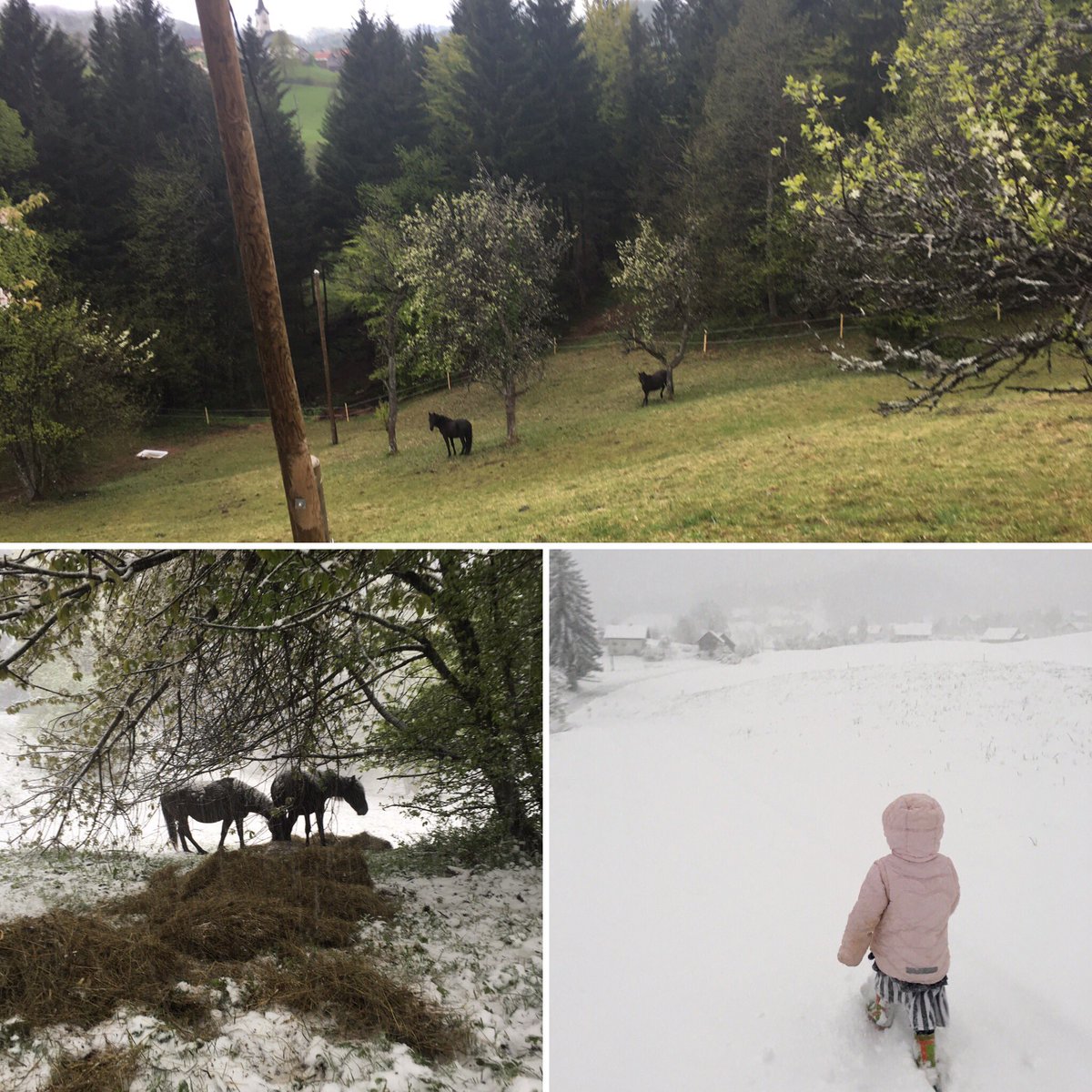 First picture taken at 16h, second at 17h! Last pic at 19.30 #bbk #bosnianmountainhorse #endangeredbreed #Slovenia