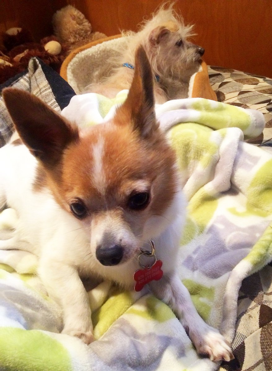 TailsofGray's tweet photo. Good morning early birds! #Terrier #Chihuahua #AdoptMe #RescuedDog #RescueDogs #SeniorDogs #ClaytonCA #Dog #Dogs https://t.co/CaLFYM3uxY