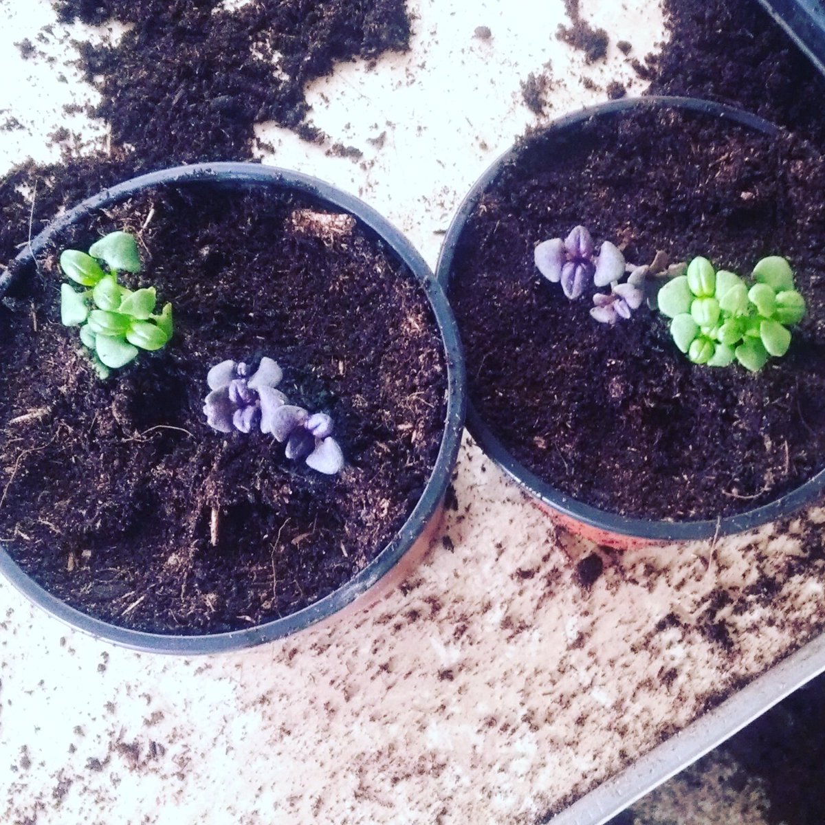 richards_farm's tweet photo. Basil en route #summer https://t.co/JkIRemtxAZ