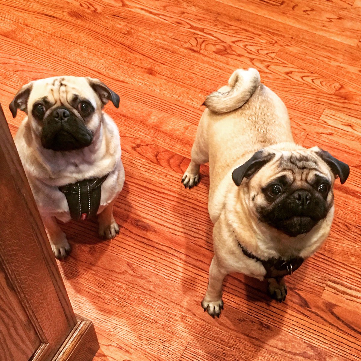 dblpug's tweet photo. It's dinner time! #pugs #pug #puglife #pugfun #pugsofinstagram #pugfaces https://t.co/zTRrucnDwI