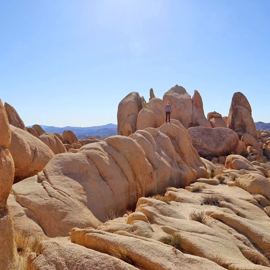 ArdentCamper's tweet photo. Have just a few hours at Joshua Tree National Park? Here are our suggestions: https://t.co/PvNFwNsFEb #findyourpark https://t.co/qUM89P29X8