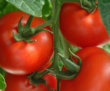 GrownDirect's tweet photo. #MixandMatch any 3 vegetable plants from £2.50 #gardening #growyourown #organic #tomatoes #peppers #peas https://t.co/Lgb8IvXuCm
