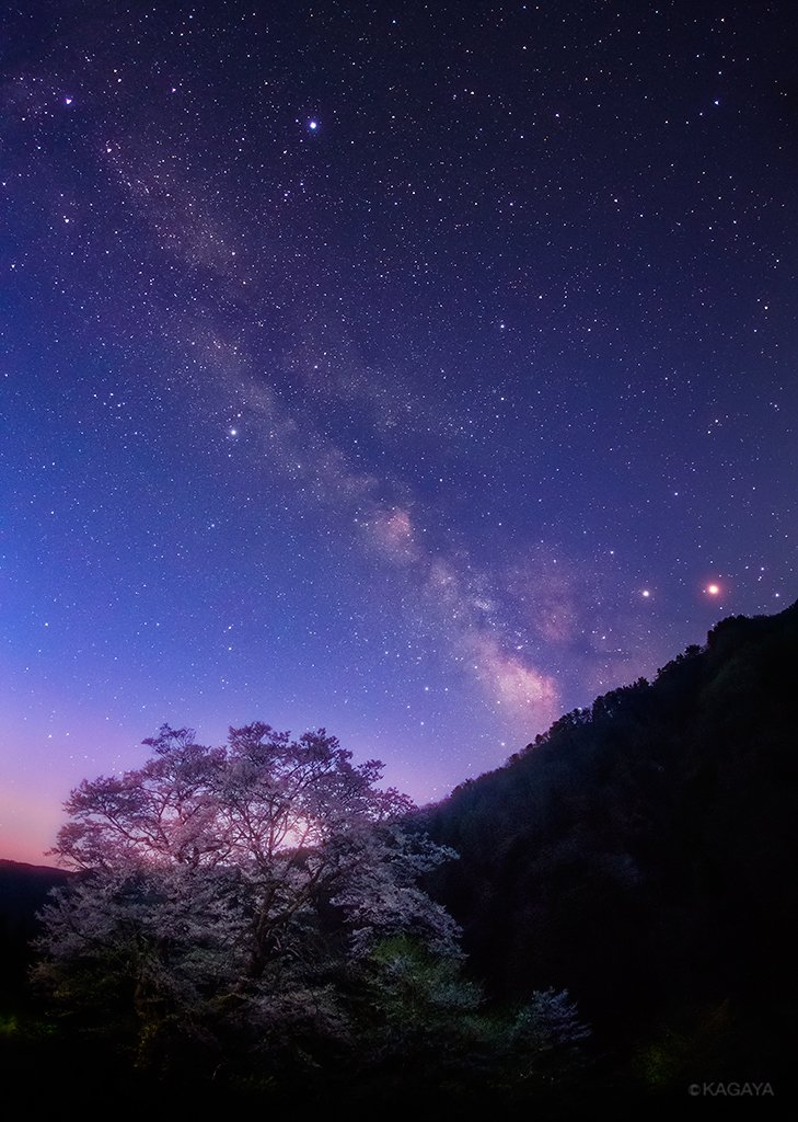 今年の私の桜追っかけもそろそろ終了です。 いくつもの素敵な星桜のそばでの夜。 でも桜の季節はあまりに短くて、行きたかった桜を回りきれませんでした。 来年はどんな星桜に再会できるか、いまからワクワクしています。