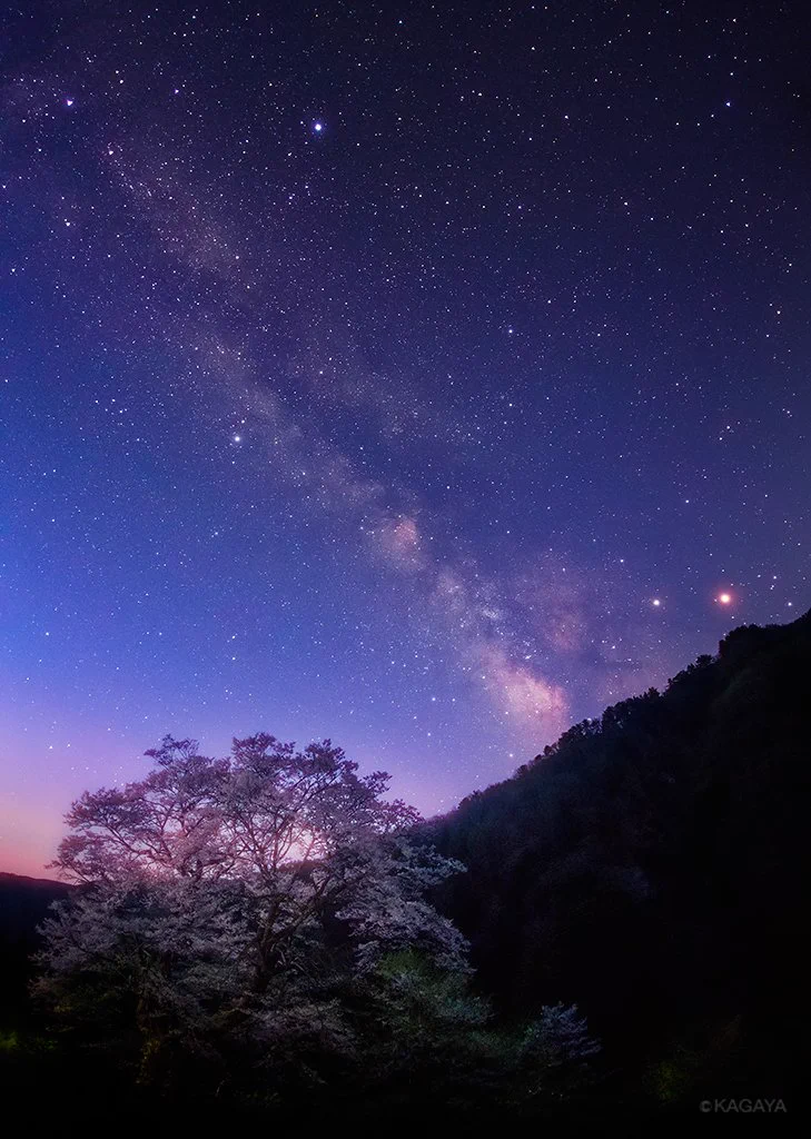 幻想的で儚い…満天の星空と桜が、今宵恋に落ちました