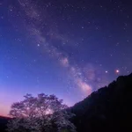 幻想的で儚い…満天の星空と桜が、今宵恋に落ちました