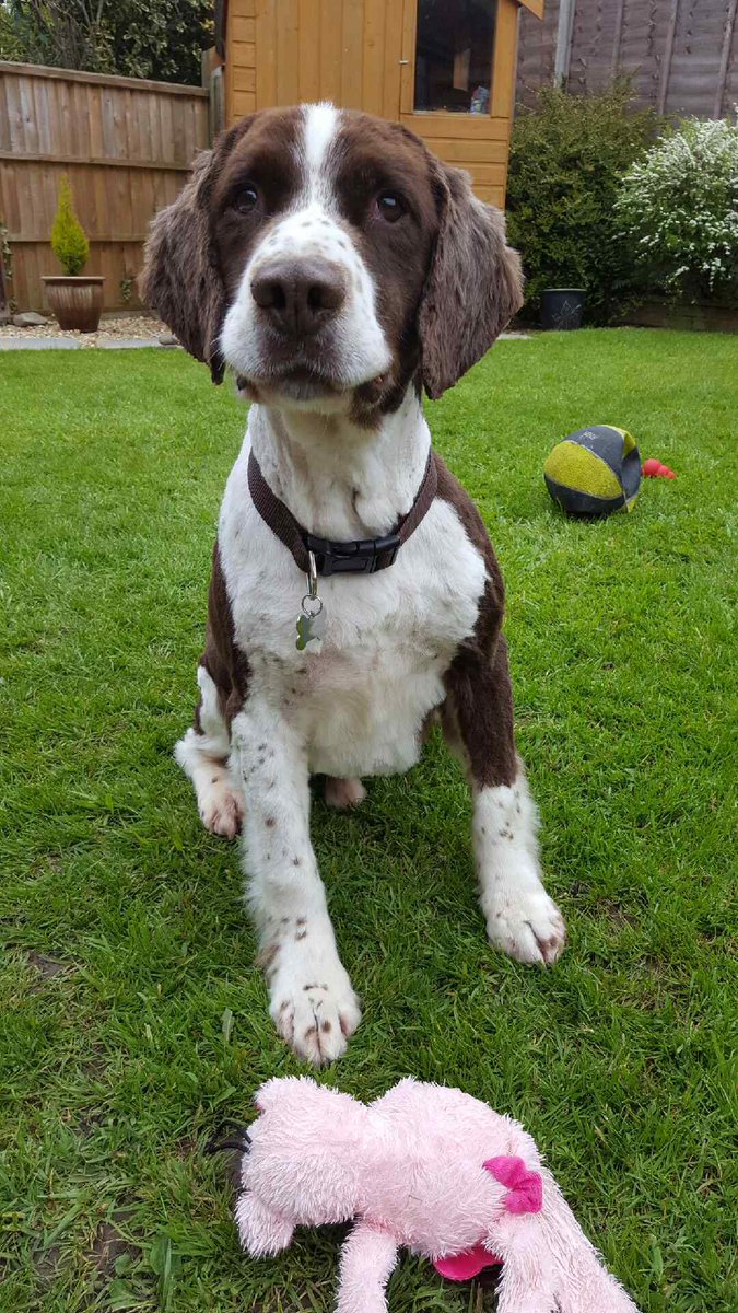 DerbysDogPolice's tweet image. Ret'd PD Wilbur before and after a visit to the groomers #LookingDapper