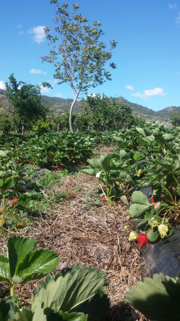 %100 Ekolojik Pazarlar'da şimdi ekolojik çilek zamanı bit.ly/1SMAZDr